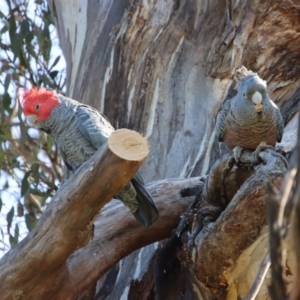 Callocephalon fimbriatum at Hughes, ACT - 3 Sep 2023