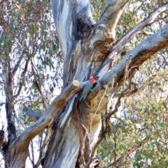 Callocephalon fimbriatum at Hughes, ACT - suppressed