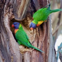 Trichoglossus moluccanus (Rainbow Lorikeet) at Hughes, ACT - 3 Sep 2023 by LisaH