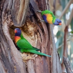 Trichoglossus moluccanus at Hughes, ACT - 3 Sep 2023