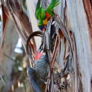 Trichoglossus moluccanus at Hughes, ACT - 3 Sep 2023