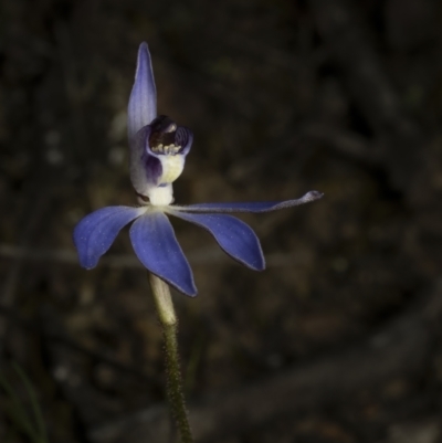 Cyanicula caerulea (Blue Fingers, Blue Fairies) at Bruce, ACT - 3 Sep 2023 by living