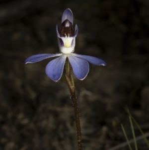 Cyanicula caerulea at Bruce, ACT - 3 Sep 2023