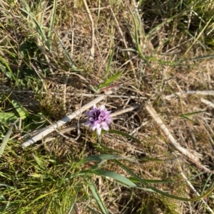 Wurmbea dioica subsp. dioica at Strathnairn, ACT - 3 Sep 2023