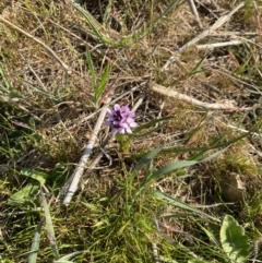 Wurmbea dioica subsp. dioica at Strathnairn, ACT - 3 Sep 2023