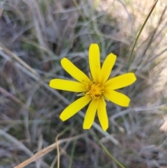 Microseris walteri (Yam Daisy, Murnong) at Yass River, NSW by 120Acres