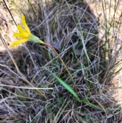 Microseris walteri at Yass River, NSW - 3 Sep 2023