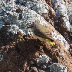 Acanthiza chrysorrhoa (Yellow-rumped Thornbill) at Symonston, ACT - 3 Sep 2023 by RodDeb