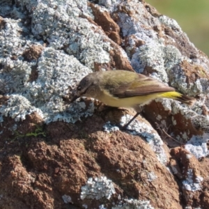 Acanthiza chrysorrhoa at Symonston, ACT - 3 Sep 2023