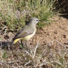 Acanthiza chrysorrhoa at Symonston, ACT - 3 Sep 2023 02:18 PM