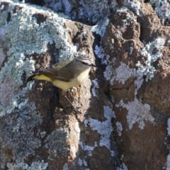 Acanthiza chrysorrhoa at Symonston, ACT - 3 Sep 2023