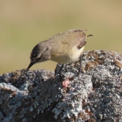 Acanthiza chrysorrhoa at Symonston, ACT - 3 Sep 2023