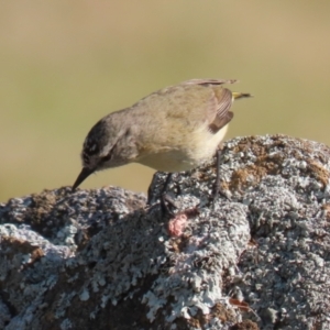 Acanthiza chrysorrhoa at Symonston, ACT - 3 Sep 2023