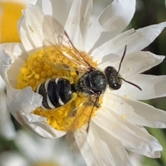 Lasioglossum (Chilalictus) sp. (genus & subgenus) (Halictid bee) at Mount Annan, NSW - 31 Aug 2023 by JudeWright