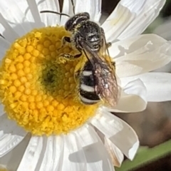 Lasioglossum (Chilalictus) sp. (genus & subgenus) at Mount Annan, NSW - 31 Aug 2023