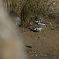 Charadrius melanops at Whitlam, ACT - suppressed