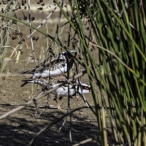 Charadrius melanops at Whitlam, ACT - suppressed