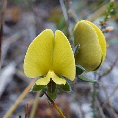 Gompholobium glabratum (Dainty Wedge Pea) at Hyams Beach, NSW - 3 Aug 2023 by RobG1