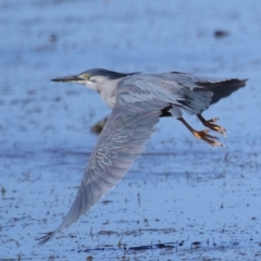 Butorides striata (Striated Heron) at Wellington Point, QLD - 31 Aug 2023 by TimL