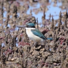 Todiramphus sanctus (Sacred Kingfisher) at Wellington Point, QLD - 31 Aug 2023 by TimL