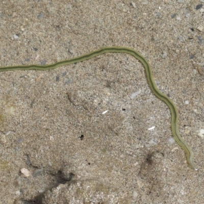 Unidentified Polychaete Worm at Wellington Point, QLD - 31 Aug 2023 by TimL