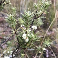 Melichrus urceolatus (Urn Heath) at Gungahlin, ACT - 27 Aug 2023 by KorinneM