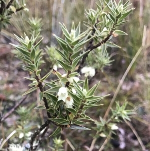 Melichrus urceolatus at Gungahlin, ACT - 27 Aug 2023