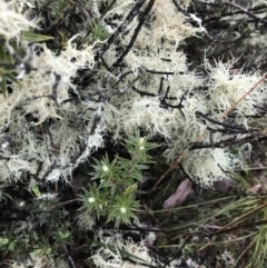 Usnea sp. (genus) (Bearded lichen) at Mulligans Flat - 27 Aug 2023 by KorinneM