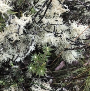 Usnea sp. (genus) at Gungahlin, ACT - 27 Aug 2023 04:31 PM