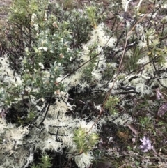 Usnea sp. (genus) at Gungahlin, ACT - 27 Aug 2023