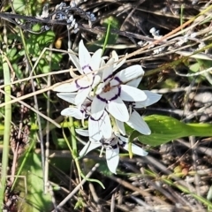 Wurmbea dioica subsp. dioica (Early Nancy) at The Pinnacle - 3 Sep 2023 by sangio7