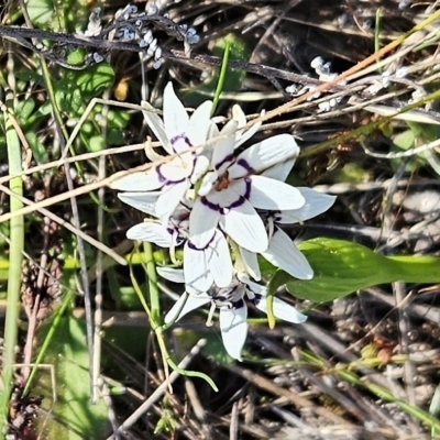 Wurmbea dioica subsp. dioica (Early Nancy) at The Pinnacle - 3 Sep 2023 by sangio7