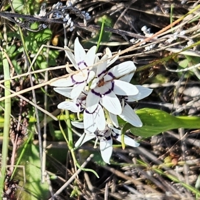 Wurmbea dioica subsp. dioica (Early Nancy) at Hawker, ACT - 3 Sep 2023 by sangio7