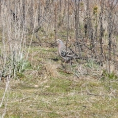 Phaps chalcoptera (Common Bronzewing) at Wanniassa Hill - 3 Sep 2023 by LPadg