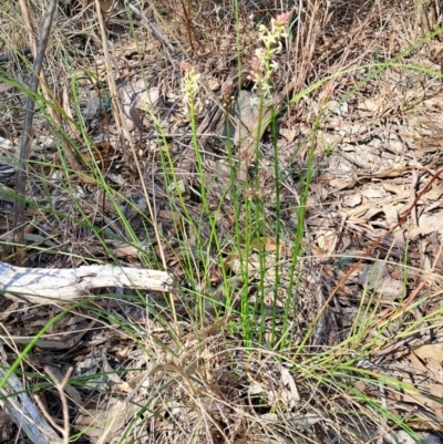 Stackhousia monogyna (Creamy Candles) at Wanniassa Hill - 3 Sep 2023 by LPadg