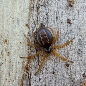 Euryopis umbilicata at Tuggeranong, ACT - 3 Sep 2023