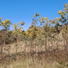 Acacia dealbata subsp. dealbata (Silver Wattle) at Tuggeranong, ACT - 3 Sep 2023 by LPadg