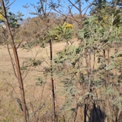 Acacia dealbata subsp. dealbata at Tuggeranong, ACT - 3 Sep 2023 02:59 PM