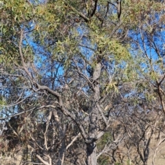 Acacia melanoxylon (Blackwood) at Wanniassa Hill - 3 Sep 2023 by LPadg