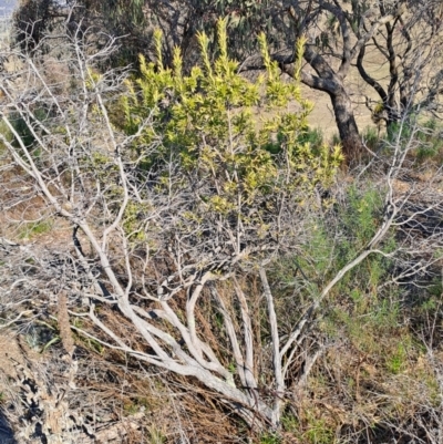 Styphelia triflora (Five-corners) at Wanniassa Hill - 3 Sep 2023 by LPadg
