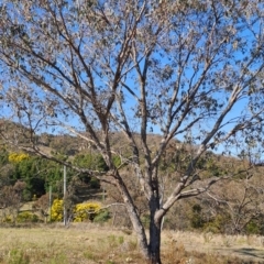 Eucalyptus nortonii (Large-flowered Bundy) at Wanniassa Hill - 3 Sep 2023 by LPadg