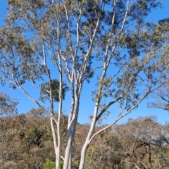 Eucalyptus rossii (Inland Scribbly Gum) at Wanniassa Hill - 3 Sep 2023 by LPadg