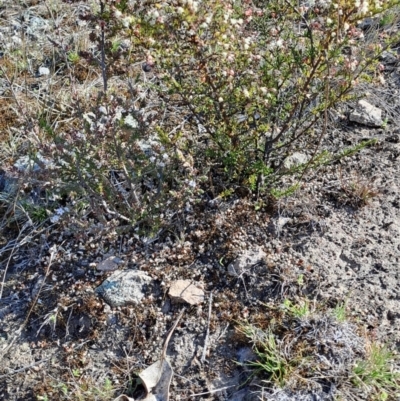 Cryptandra sp. Floriferous (W.R.Barker 4131) W.R.Barker at Wanniassa Hill - 3 Sep 2023 by LPadg