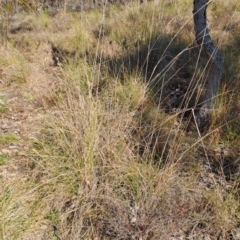 Rytidosperma pallidum (Red-anther Wallaby Grass) at Wanniassa Hill - 3 Sep 2023 by LPadg