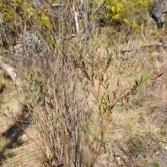 Daviesia mimosoides subsp. mimosoides at Tuggeranong, ACT - 3 Sep 2023 by LPadg