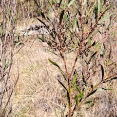 Daviesia mimosoides subsp. mimosoides at Tuggeranong, ACT - 3 Sep 2023 02:31 PM