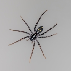 Nyssus albopunctatus (White-spotted swift spider) at Jerrabomberra, NSW - 3 Sep 2023 by MarkT