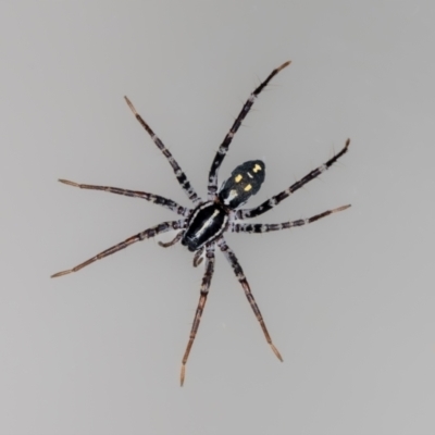 Nyssus albopunctatus (White-spotted swift spider) at Jerrabomberra, NSW - 3 Sep 2023 by MarkT