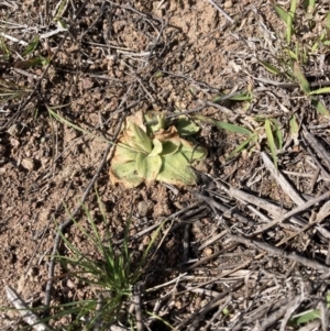 Oligochaetochilus sp. at Belconnen, ACT - 1 Sep 2023