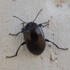Chalcopteroides sp. (genus) (Rainbow darkling beetle) at Conder, ACT - 19 Mar 2023 by MichaelBedingfield